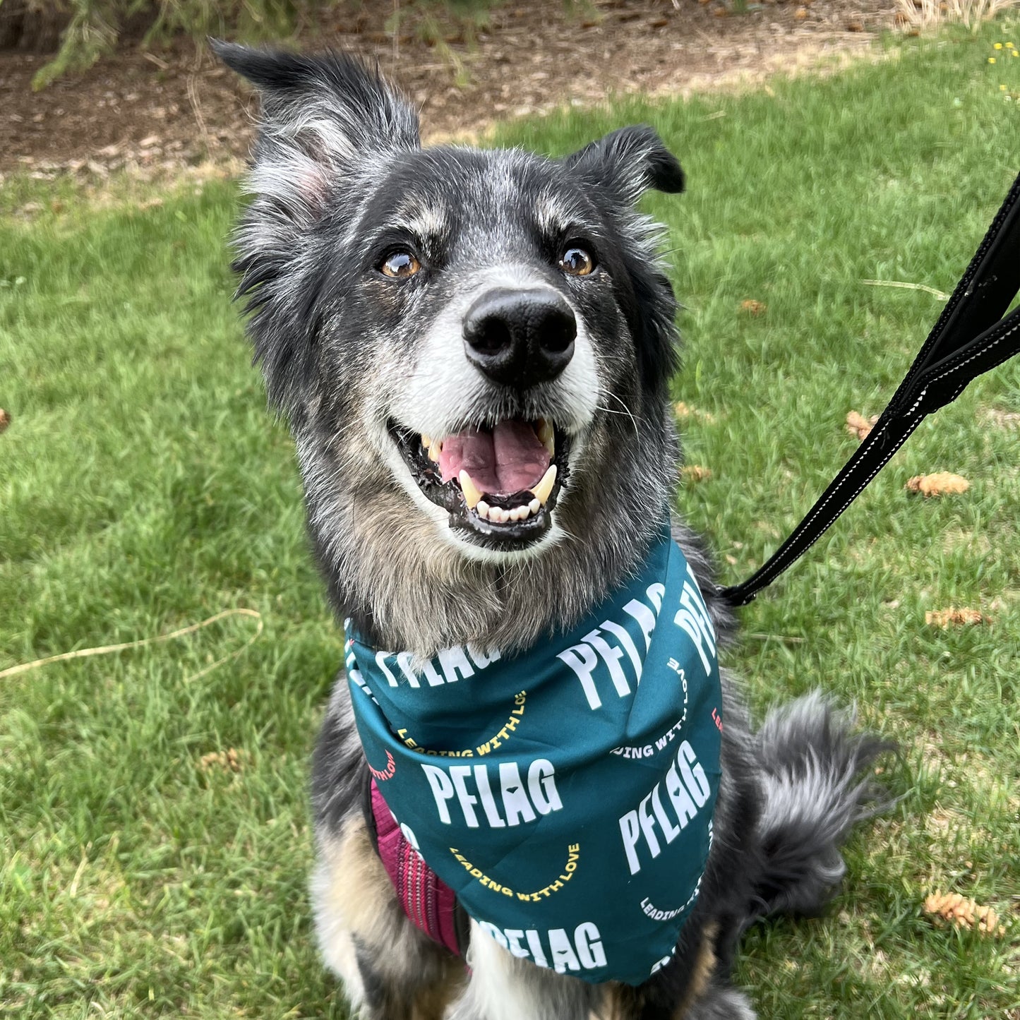 PFLAG Pet Bandana