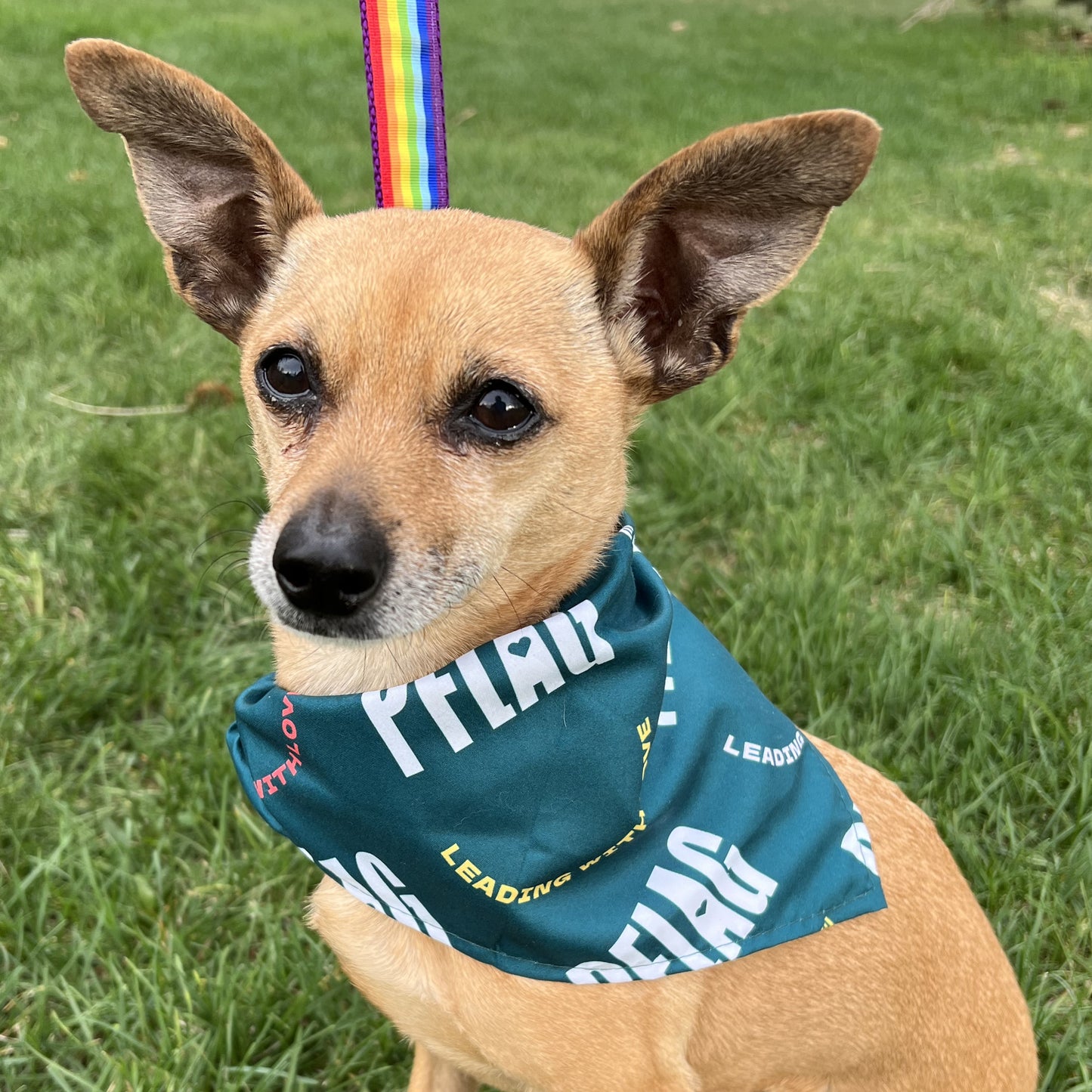 PFLAG Pet Bandana